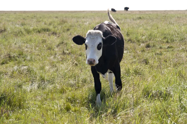 Kühe in st. peter-ording, deutschland — Stockfoto