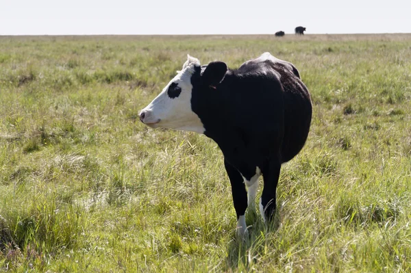 Vaches à St. Peter-Ording, Allemagne — Photo