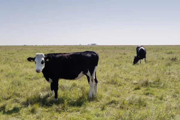 Vaches à St. Peter-Ording, Allemagne — Photo