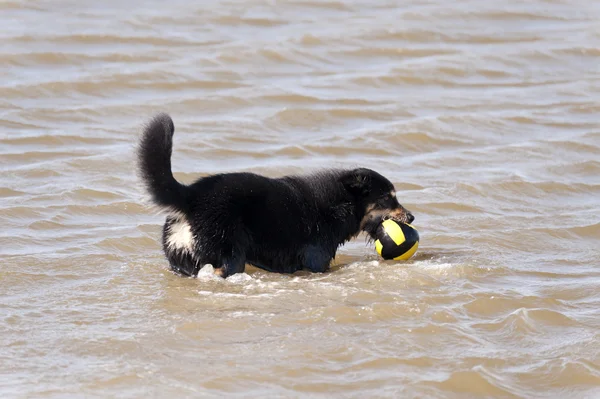 Dog bathing in the North Sea — Stock Photo, Image