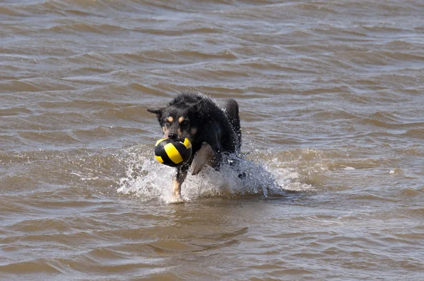 Собака, купання в Північному морі — стокове фото