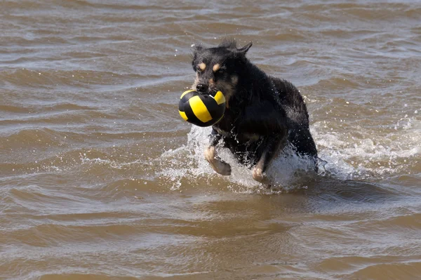 Собака, купання в Північному морі — стокове фото
