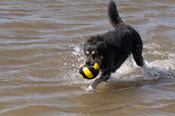 Kuzey Denizi'nde banyo köpek — Stok fotoğraf