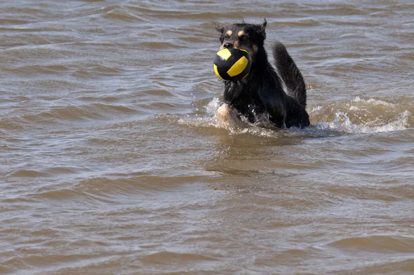 Bain de chien en mer du Nord — Photo