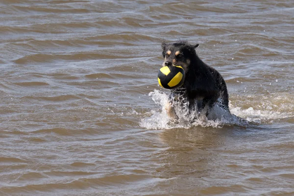 Dog bathing in the North Sea — Stock Photo, Image