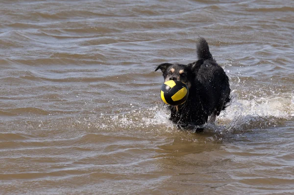 Dog bathing in the North Sea — Stock Photo, Image