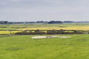 Marshland of Westerhever in Germany clipart