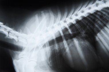 X-Ray görüntü bir köpek