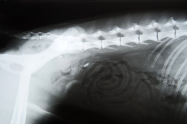 X-Ray görüntü bir köpek