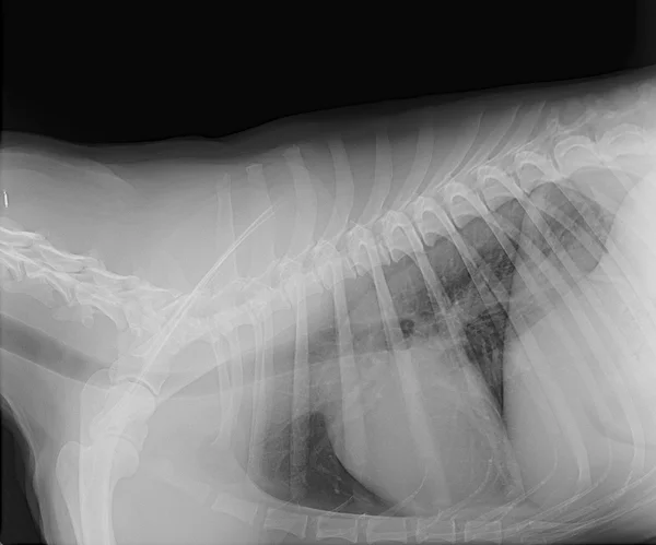 X-Ray görüntü bir köpek