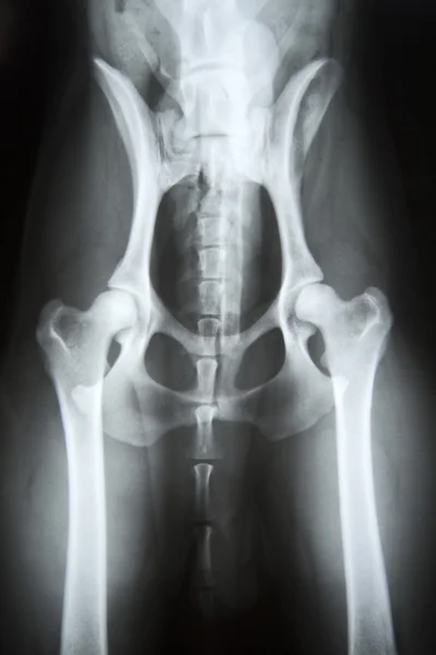 X 射线图像的一条狗 — 图库照片