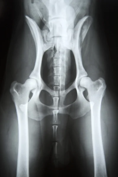 X-Ray görüntü bir köpek