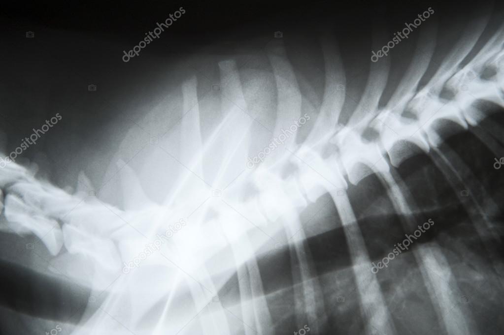 X-ray image of a dog