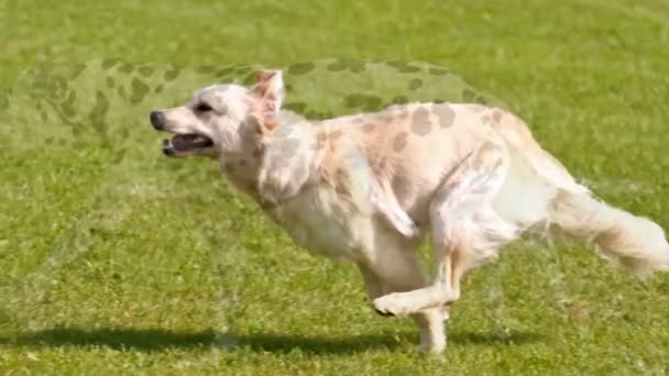 Timelapse Vidéo Dune Race De Chien