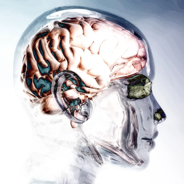 Digital Visualization of a Human Brain — Stock Photo, Image