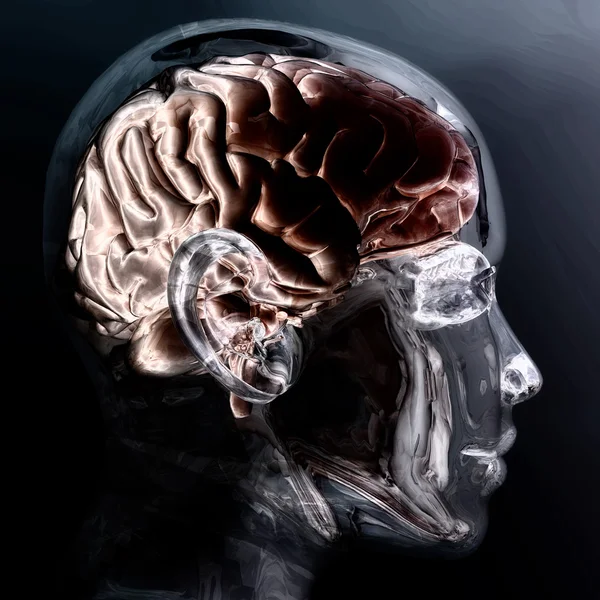 Цифровая визуализация человеческого мозга — стоковое фото