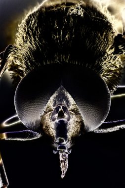 mikro bir hoverfly fotoğrafı