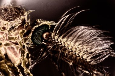Mikro bir Midge fotoğrafı