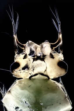Bir sivrisinek Larva mikro fotoğrafı