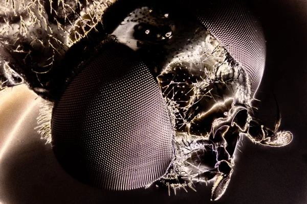 Mikro bir hoverfly fotoğrafı — Stok fotoğraf
