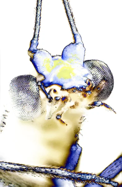 Micro foto van een Lacewing — Stockfoto