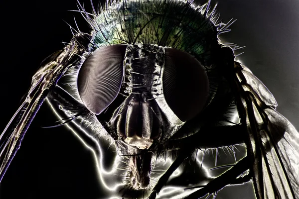 Bir sineğin mikro fotoğraf — Stok fotoğraf