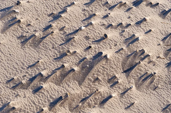 Strand von Amrum in Deutschland — Stockfoto