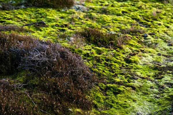 Heath na wyspie Amrum, w Niemczech — Zdjęcie stockowe