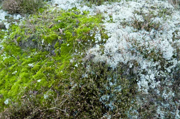 Heath na wyspie Amrum, w Niemczech — Zdjęcie stockowe