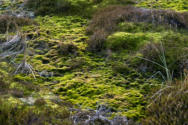 Heath on Amrum na Alemanha — Fotografia de Stock