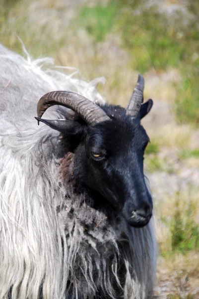 Sheep Lueneburg Heath — Stock Photo, Image