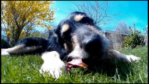 Cinemagraph d'un chien à mâcher osseux — Video