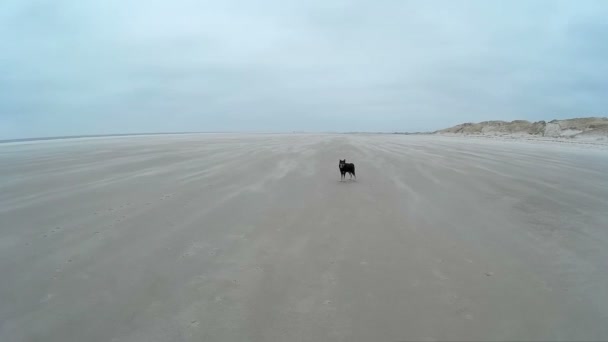 Cane che gioca sulla spiaggia di Amrum in Germania — Video Stock