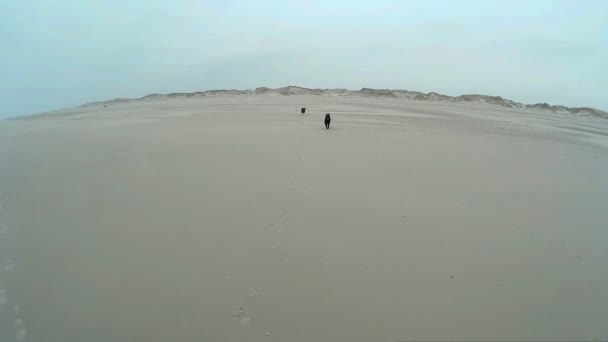 Σκύλος παίζει σε την παραλία του Amrum στη Γερμανία — Αρχείο Βίντεο