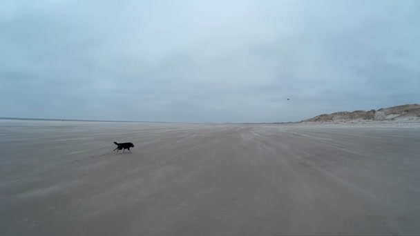 Kutya játszik a strand Amrum, Németország — Stock videók