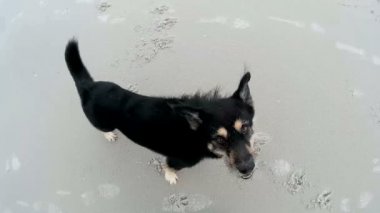 Cinemagraph bir köpek sahilde