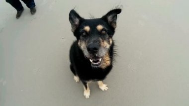 Cinemagraph bir köpek sahilde