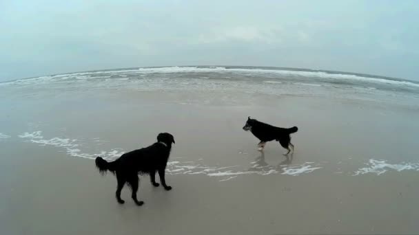 Perro jugando en la playa de Amrum en Alemania — Vídeos de Stock