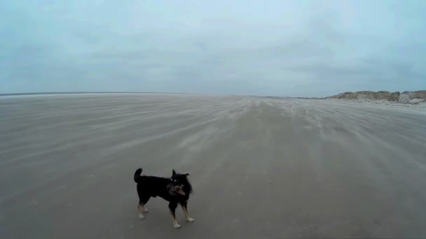 Kutya játszik a strand Amrum, Németország — Stock videók