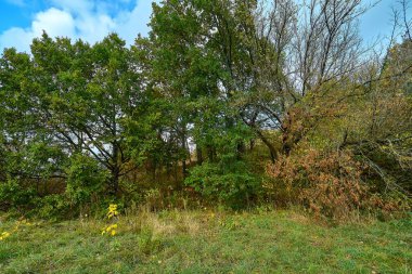 Harika bir ormanda altın sonbahar zamanı.