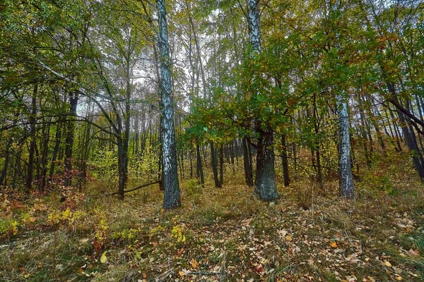 Harika bir ormanda altın sonbahar zamanı.