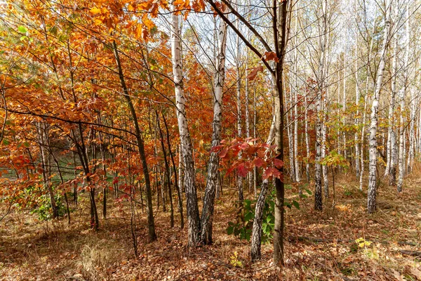 Harika bir ormanda altın sonbahar zamanı.