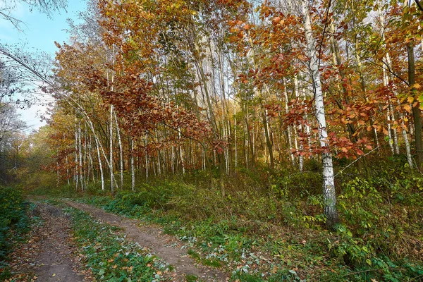 Harika bir ormanda altın sonbahar zamanı.
