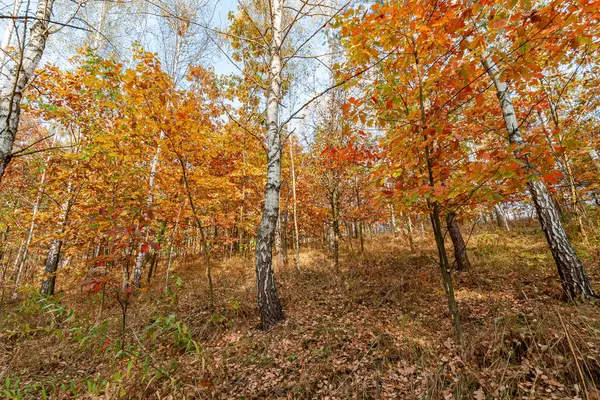 Harika bir ormanda altın sonbahar zamanı.