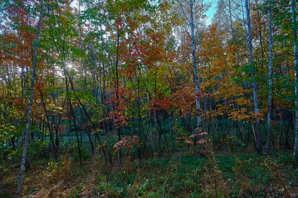 Harika bir ormanda altın sonbahar zamanı.