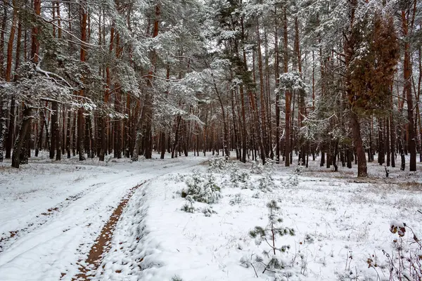Kış ormanında karlı bir yol.