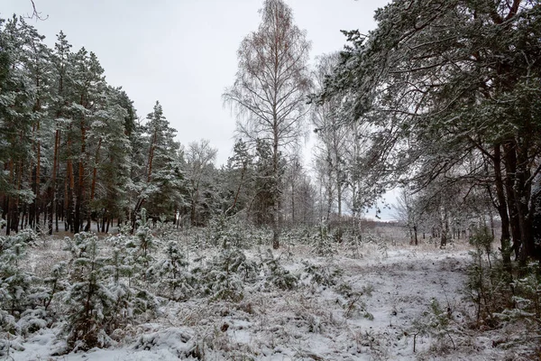 Kış ormanında karlı bir yol.
