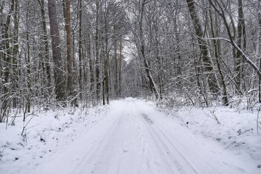 Kış ormanında karlı bir yol.