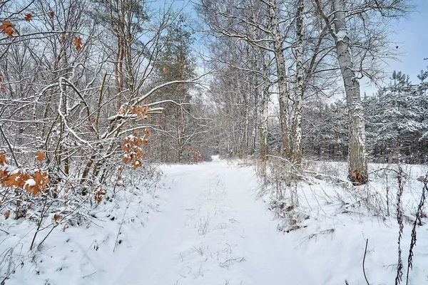 Kış ormanında karlı bir yol.