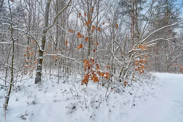 Kış ormanında karlı bir yol.